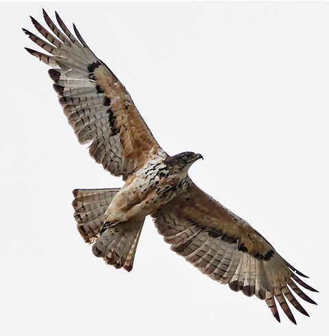 African Hawk-Eagle immature bird in fight